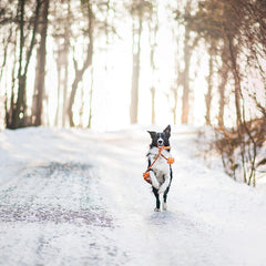 Collection image for: Pet Care & Accessories