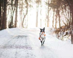 Collection image for: Pet Care & Accessories